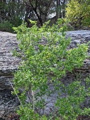 Diospyros texana