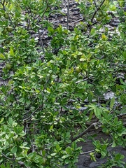 Diospyros texana