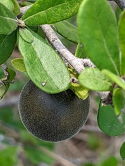 Diospyros texana