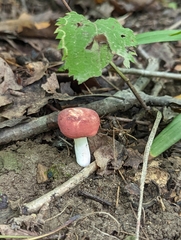 Russula subtilis