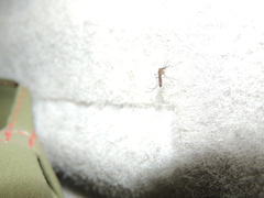 Culicinae