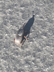 Scyphophorus acupunctatus
