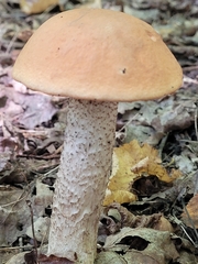 Leccinum aurantiacum