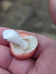 Russula subtilis
