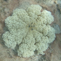 Cassiopea andromeda