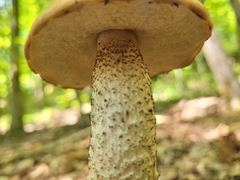 Leccinum aurantiacum