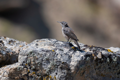 Salpinctes obsoletus