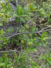 Diospyros texana