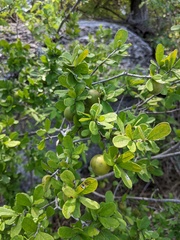 Diospyros texana