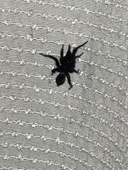 Antrodiaetus pacificus