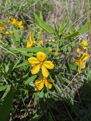 Senna roemeriana