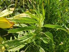 Urtica gracilis