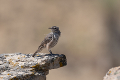 Salpinctes obsoletus