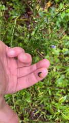 Arion hortensis
