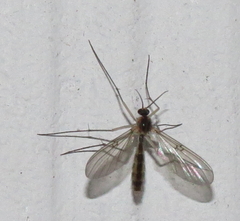 Mycetophilidae