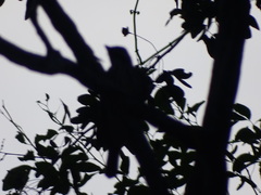 Turdus rufopalliatus