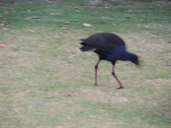 Porphyrio melanotus melanotus