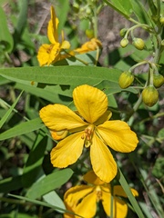 Senna roemeriana