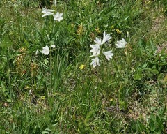 Paradisea liliastrum