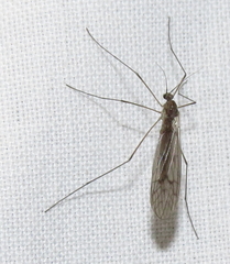 Mycetophilidae