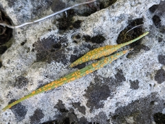 Coleosporium campanulae