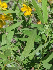 Senna roemeriana