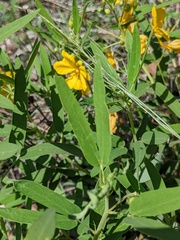 Senna roemeriana
