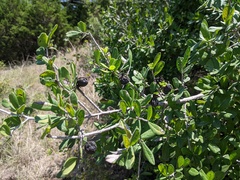 Diospyros texana