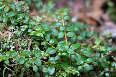 Gaultheria hispidula