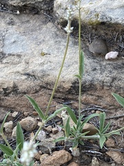 Froelichia