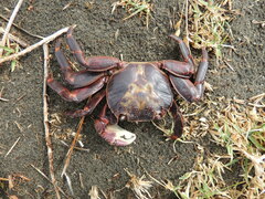 Leptograpsus variegatus