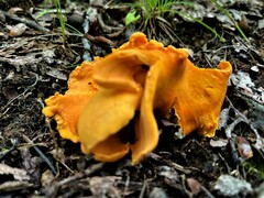 Cantharellus lateritius