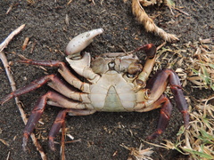 Leptograpsus variegatus