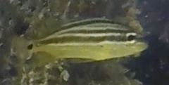 Haemulon sciurus