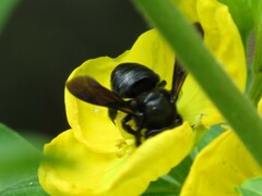 Megachile xylocopoides