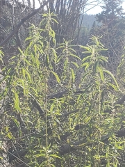 Urtica gracilis