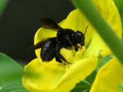 Megachile xylocopoides