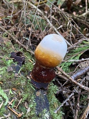 Ganoderma