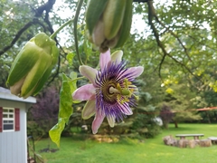 Passiflora alata × caerulea
