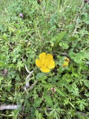 Ranunculus eximius