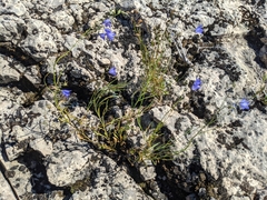 Coleosporium campanulae