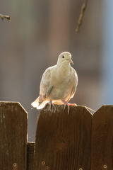 Streptopelia decaocto