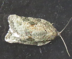 Acleris cornana