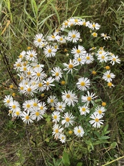 Boltonia asteroides