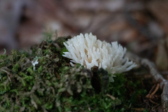 Ramariopsis kunzei