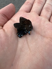 Atlides halesus