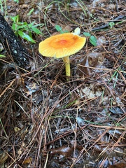 Amanita jacksonii