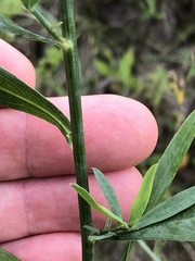 Boltonia asteroides
