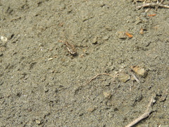 Neocicindela tuberculata