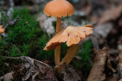 Entoloma quadratum
